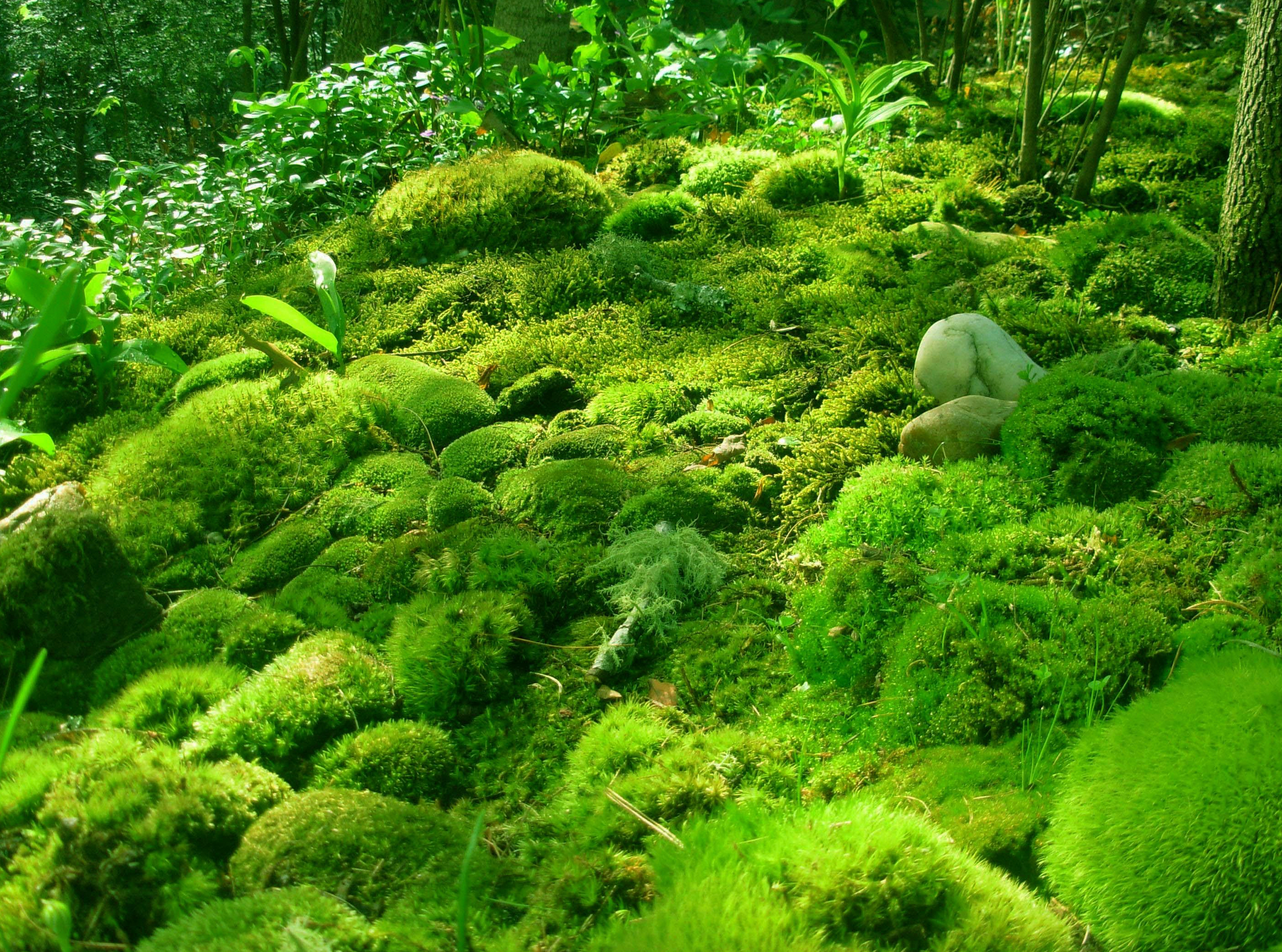 Buy wholesale Sheet moss