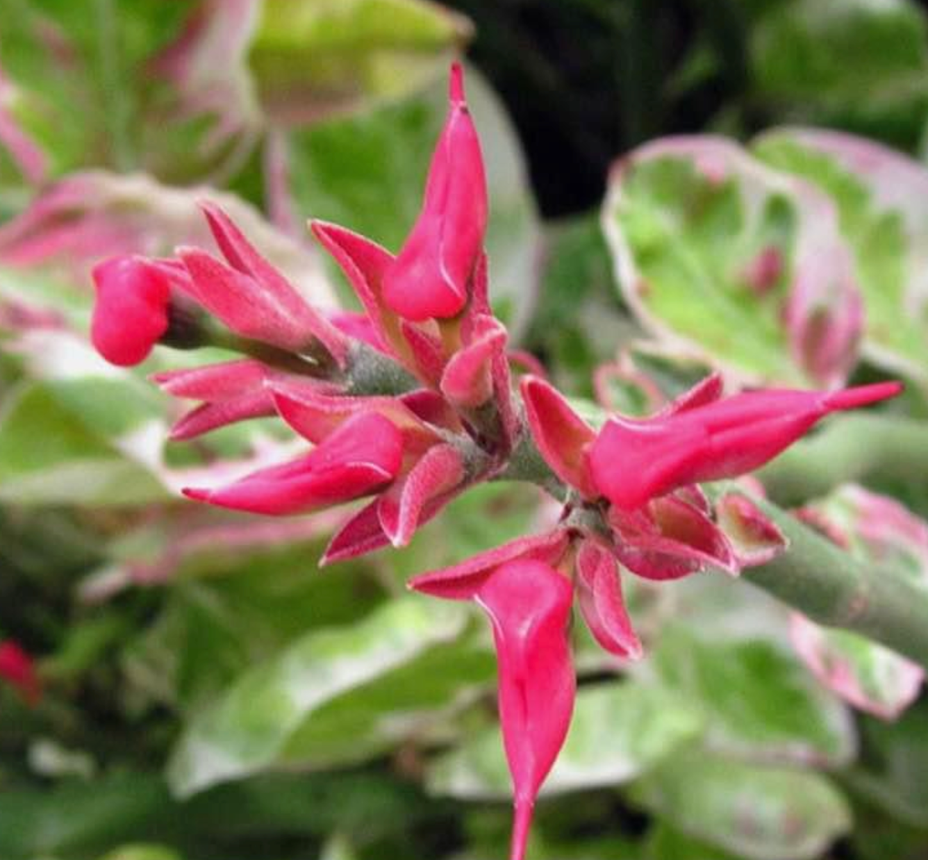 Plant of the Week: Zigzag plant