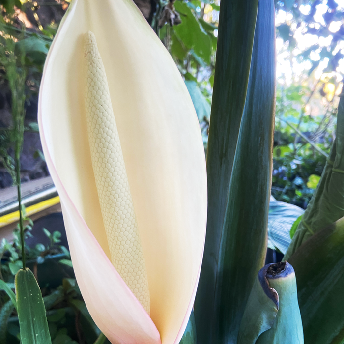 Blossoming ‘Ape  (Blossoming Elephant Ear)