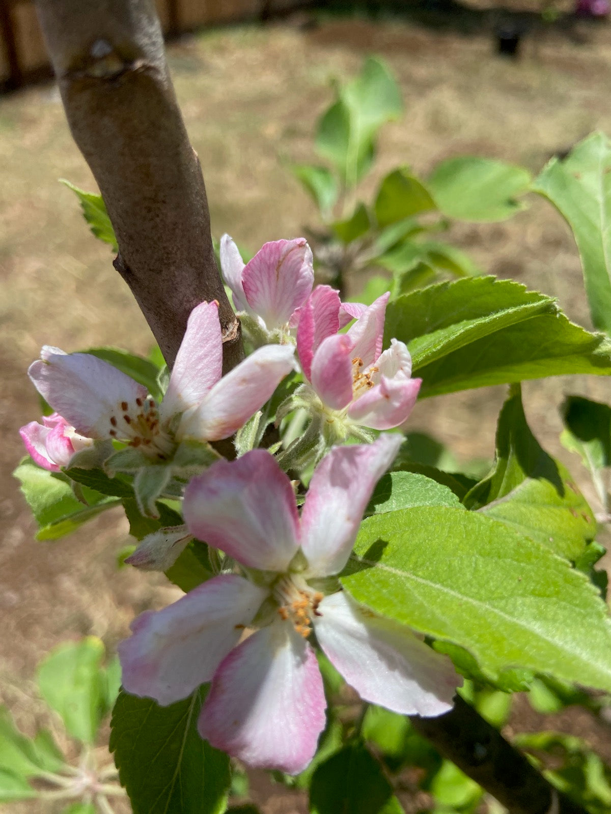 Growing exotic fruit trees in your backyard