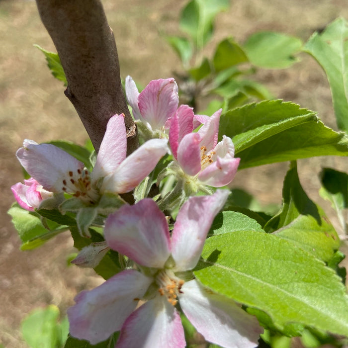 Growing exotic fruit trees in your backyard