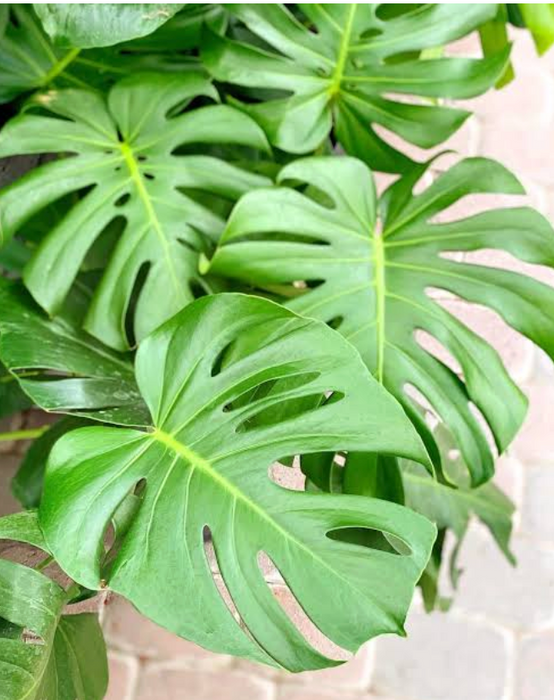 Best Plants for Indoor Gifts