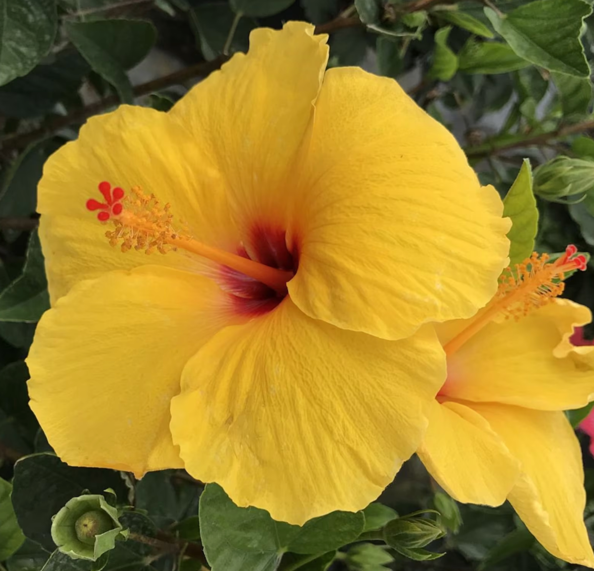 Hawaii State Flowers