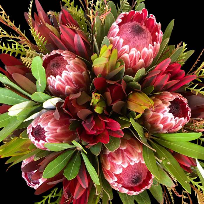 Maui Protea Flowers