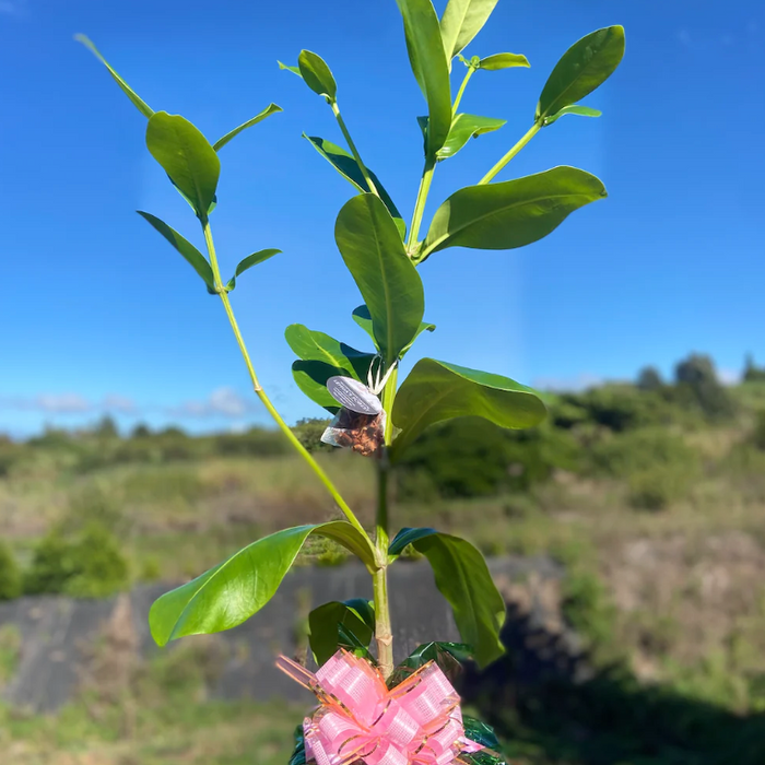 Valentine's Flower Delivery Maui