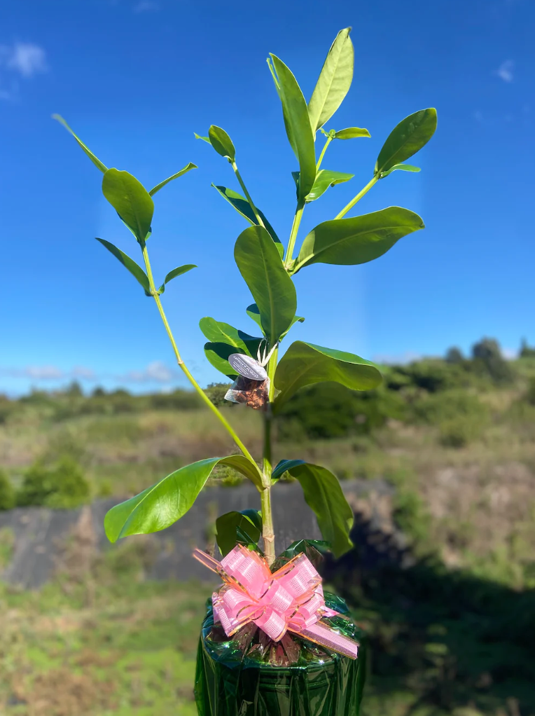 Valentine's Flower Delivery Maui