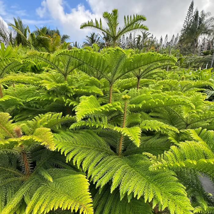 The first recorded Christmas celebration in Hawaii was in 1786