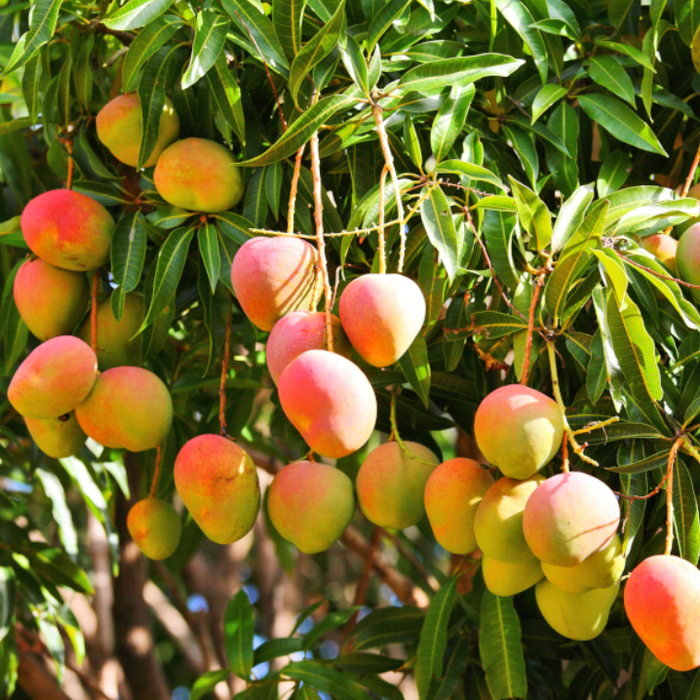 Mango Tree Care