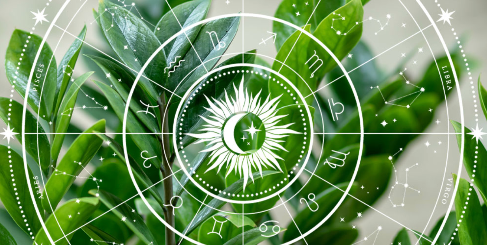 What's your Zodiac Plant? What's your sign? What's your plant?