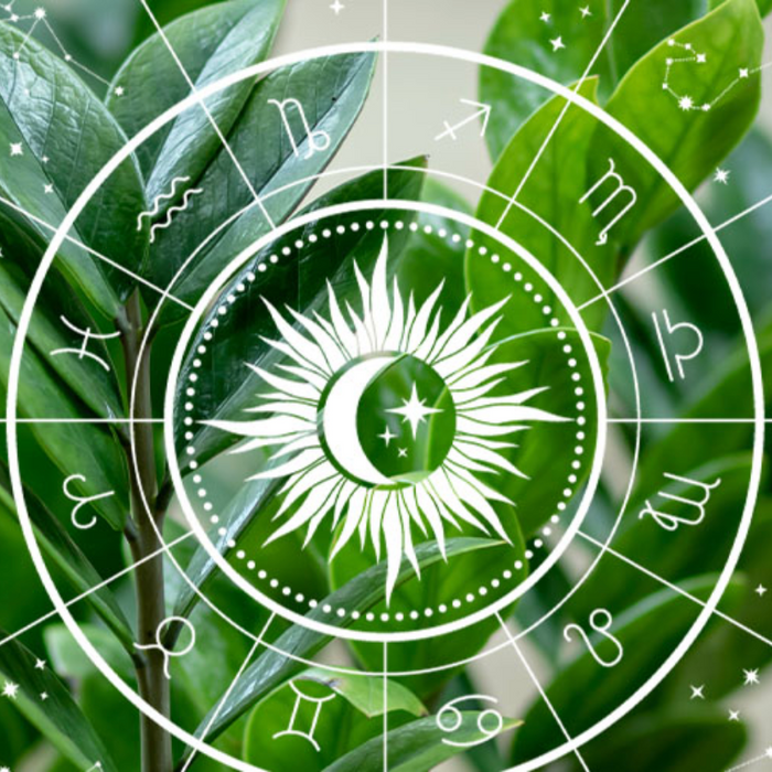 What's your Zodiac Plant? What's your sign? What's your plant?