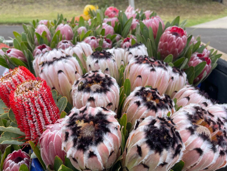 Kula Maui Protea - Country Bouquet