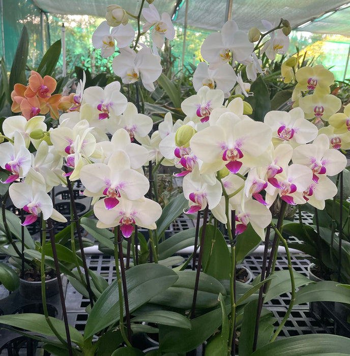 Maui Grown Premium Orchids