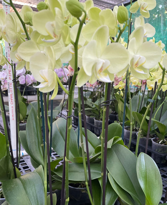 Maui Grown Premium Orchids