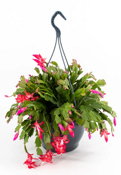 Christmas Cactus