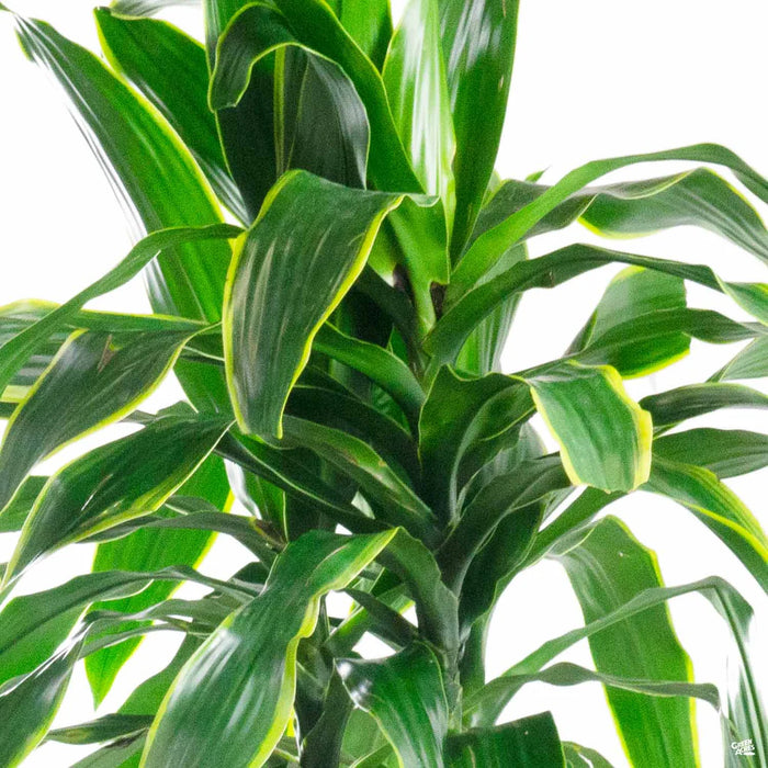 Lux Dracaena Pele ~ TOP CHOICE FOR OFFICE WARMING GIFT & DECOR