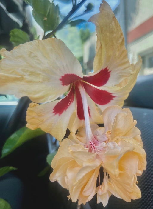 Rare Trumpet Fairy Tale Hibiscus (Only 1 Left)