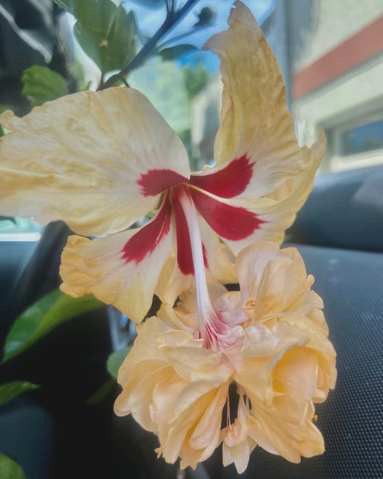 Specialty Hibiscus Hawaiian Exotic