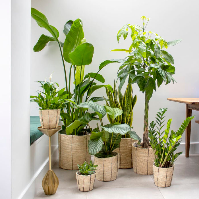 Home Decor Plant Package