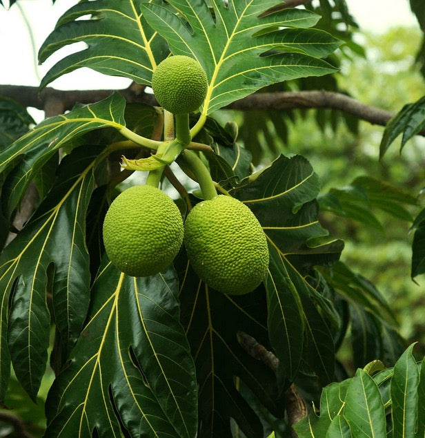 ‘Ulu - Breadfruit ~  Jamaican Yellow Heart