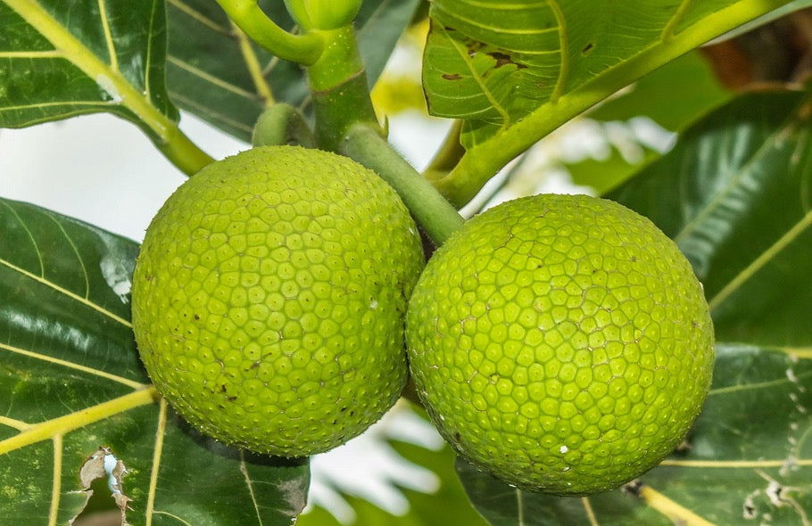 ‘Ulu - Breadfruit