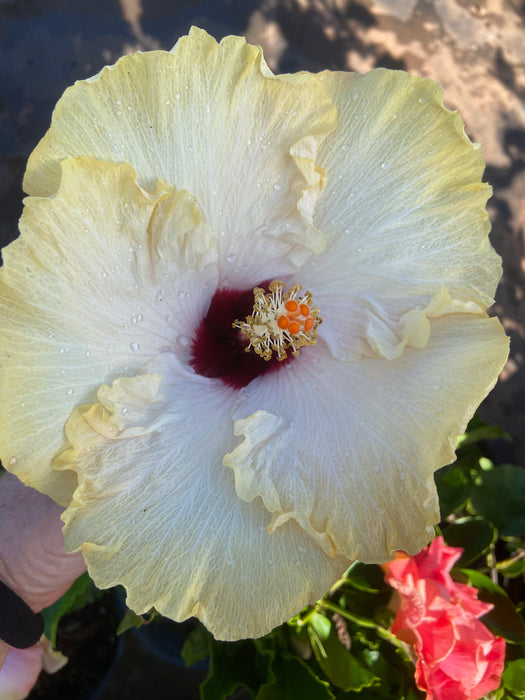 Specialty Hibiscus Hawaiian Exotic