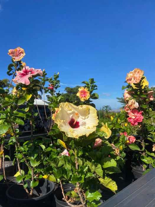 Specialty Hibiscus Hawaiian Exotic