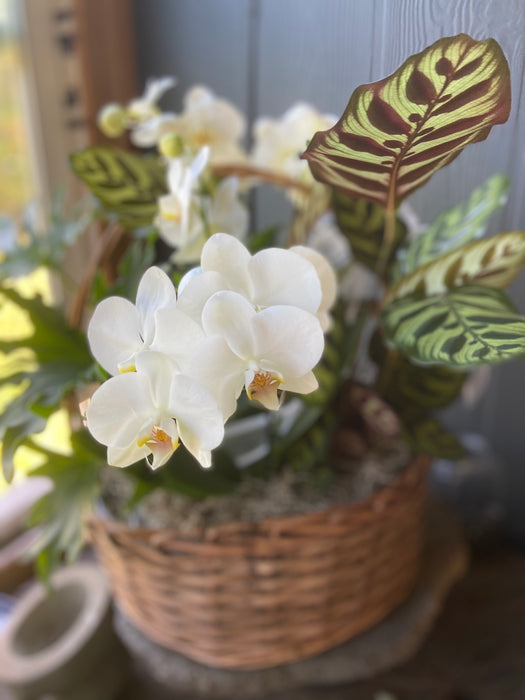 Orchid and plant basket - Trending most popular