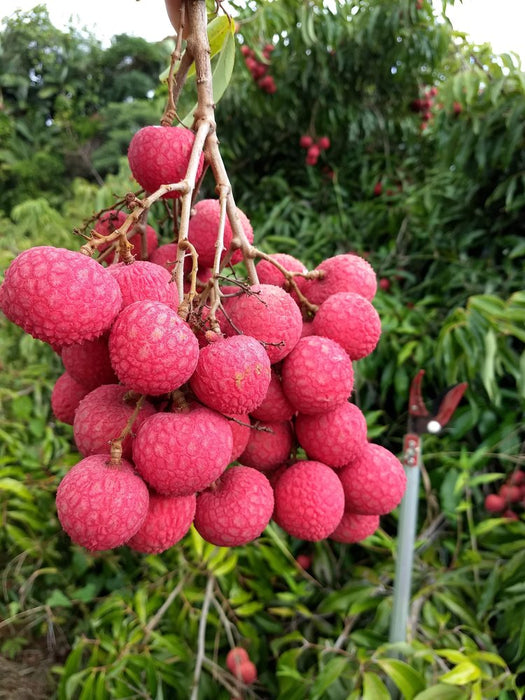 LARGE FRUIT TREES