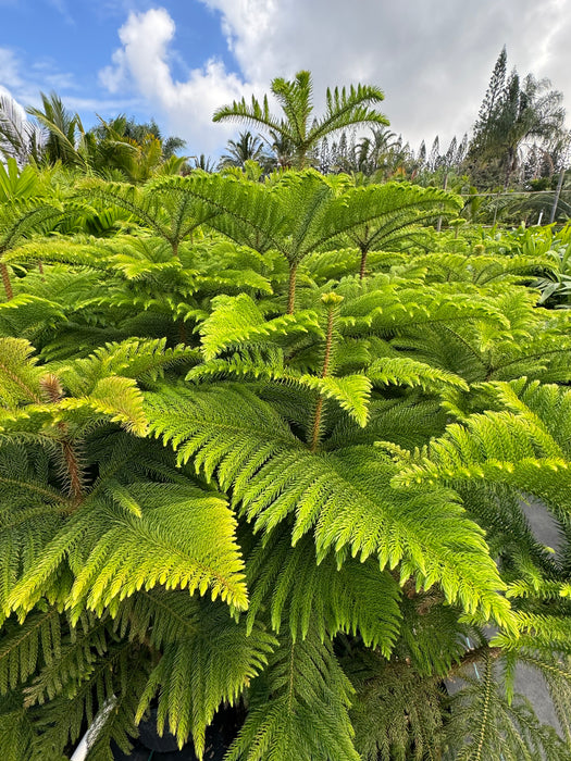 Potted Christmas Tree Buy or Rent