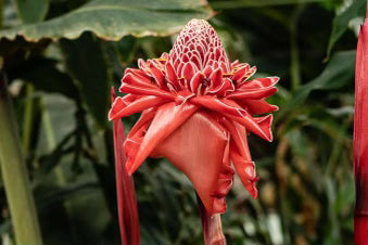 Torch Ginger