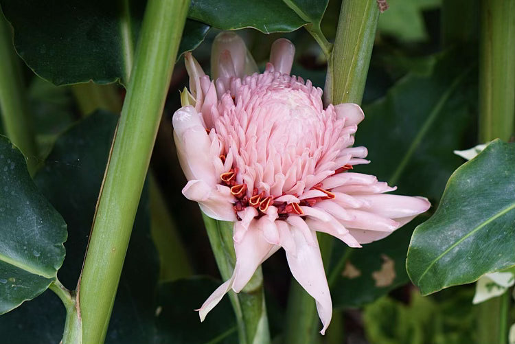 Torch Ginger