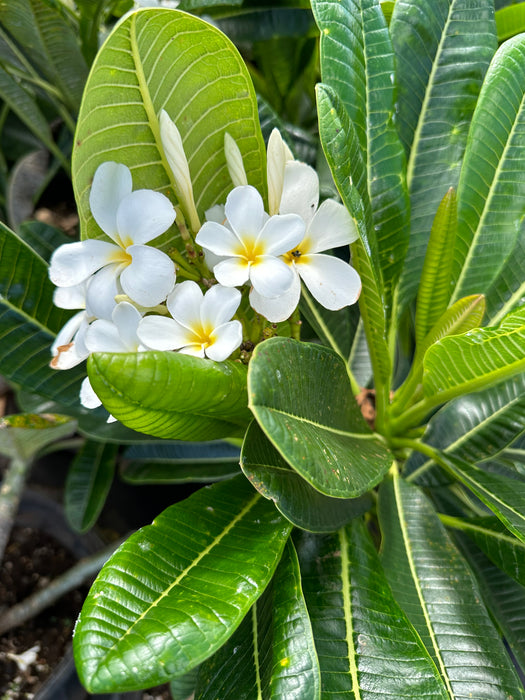 Maui Plumeria Tree