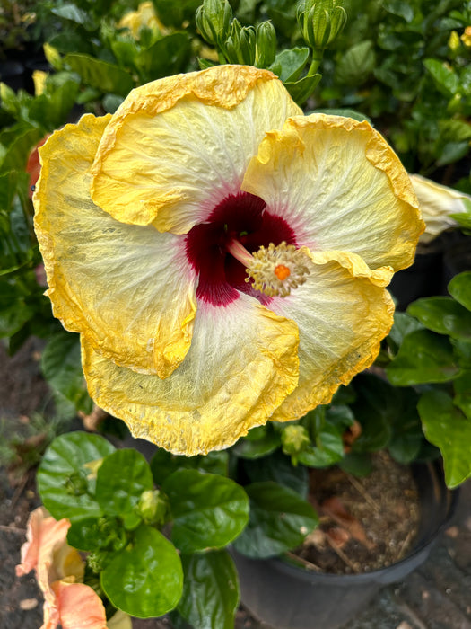 Specialty Hibiscus Hawaiian Exotic