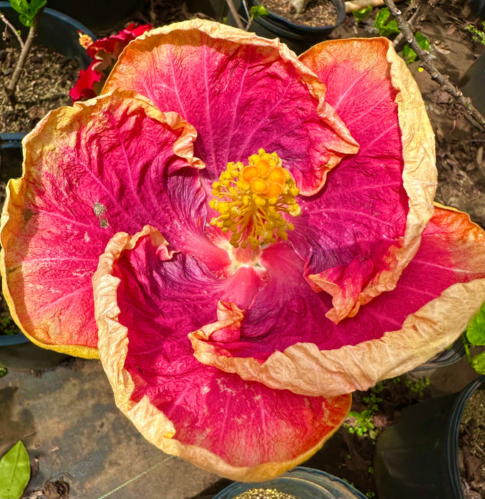 Specialty Hibiscus Hawaiian Exotic