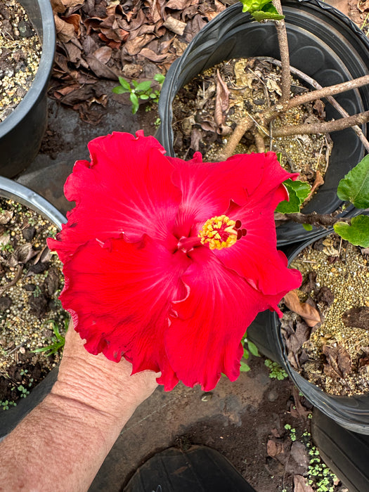 Specialty Hibiscus Hawaiian Exotic