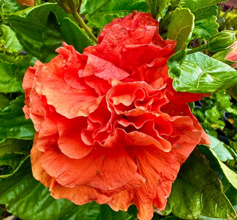 Specialty Hibiscus Hawaiian Exotic