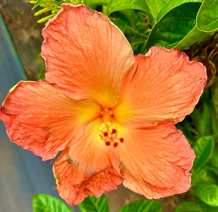 Specialty Hibiscus Hawaiian Exotic