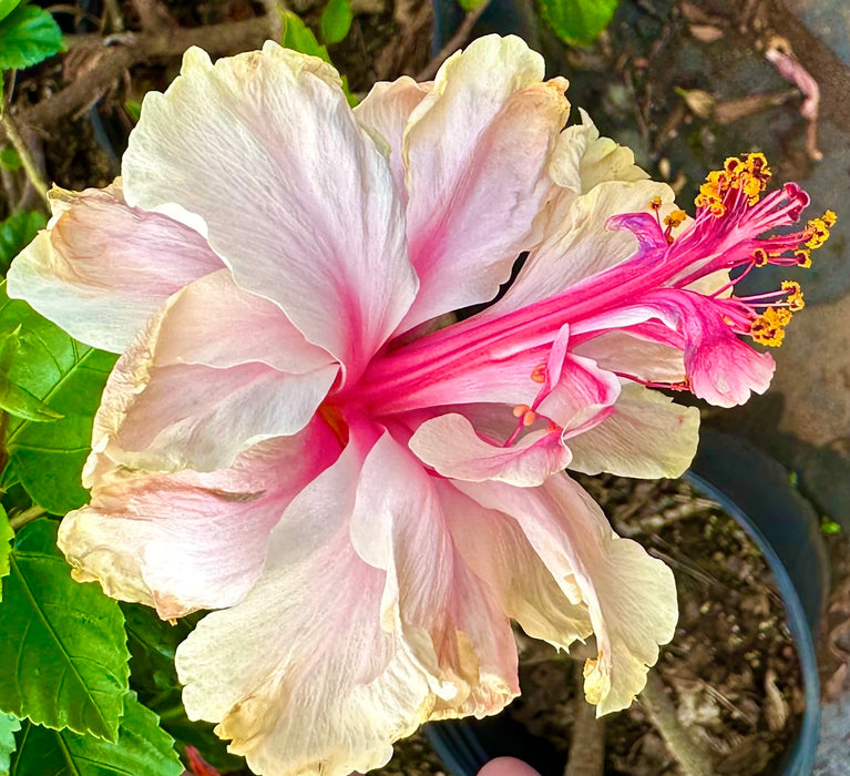 Specialty Hibiscus Hawaiian Exotic