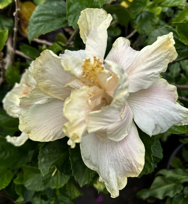 Specialty Hibiscus Hawaiian Exotic