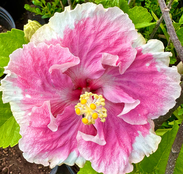 Specialty Hibiscus Hawaiian Exotic