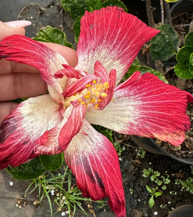 Specialty Hibiscus Hawaiian Exotic