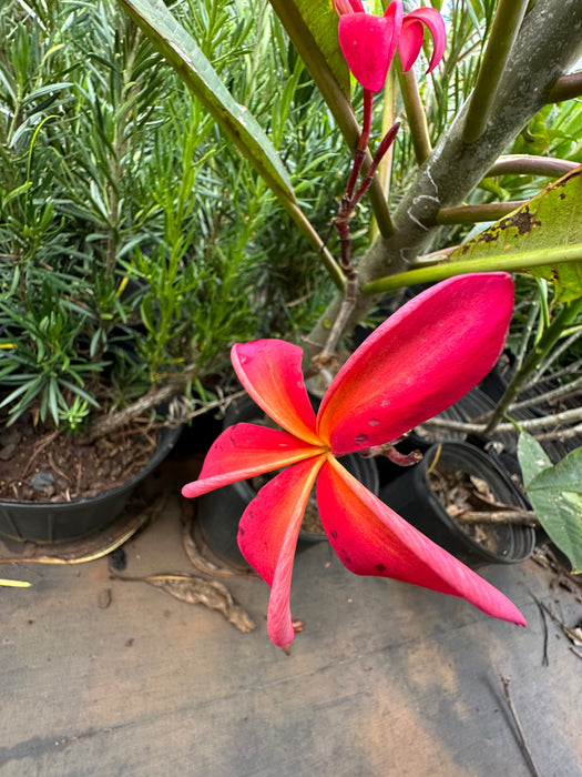 Maui Plumeria Tree