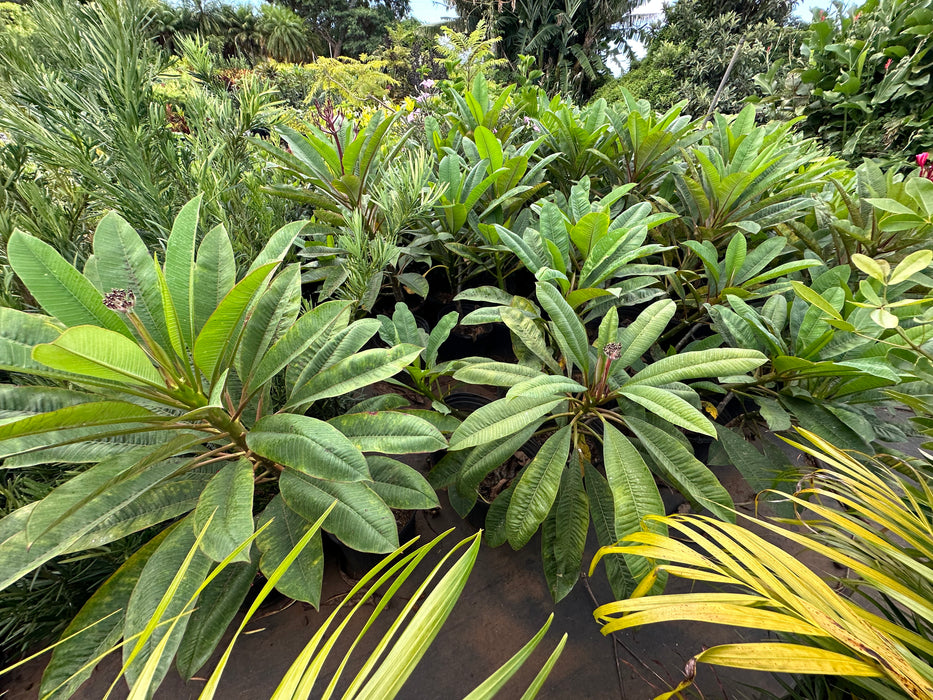 Maui Plumeria Tree