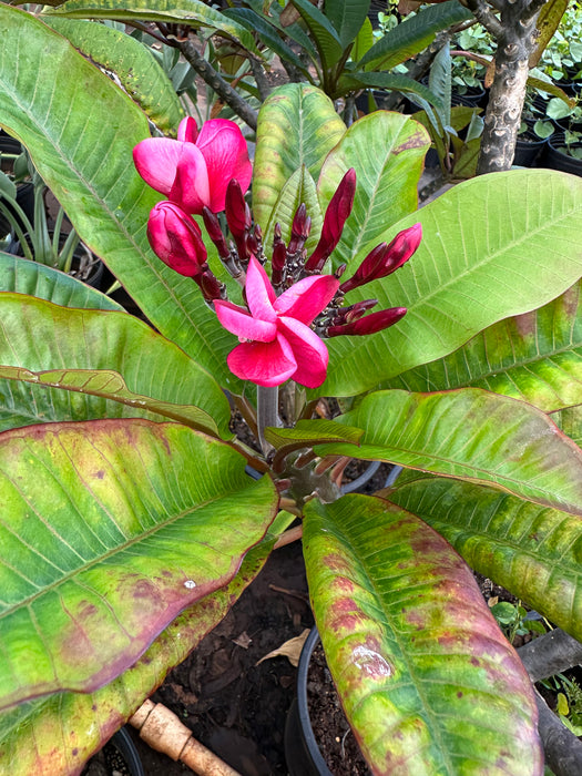 Maui Plumeria Tree