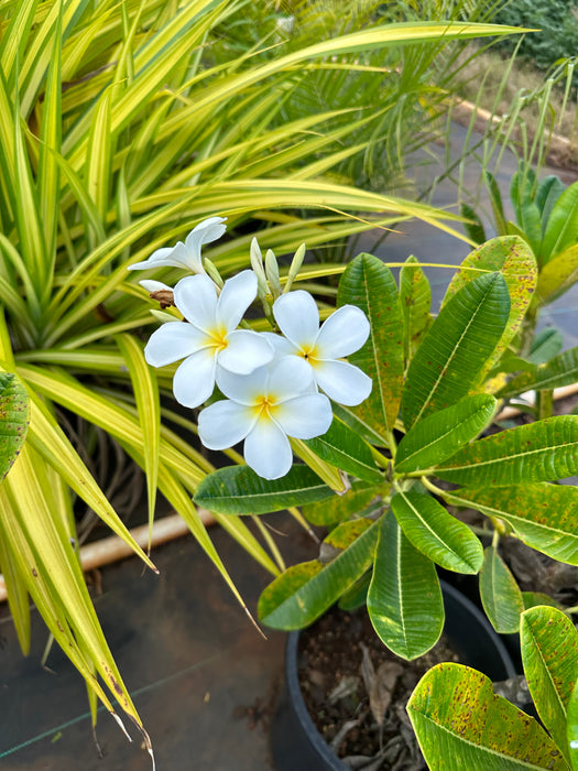 Maui Plumeria Tree