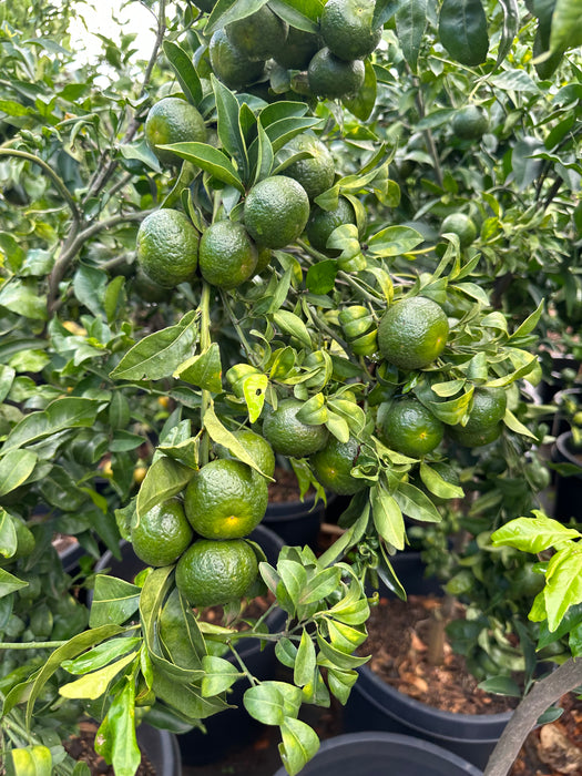 LARGE FRUIT TREES