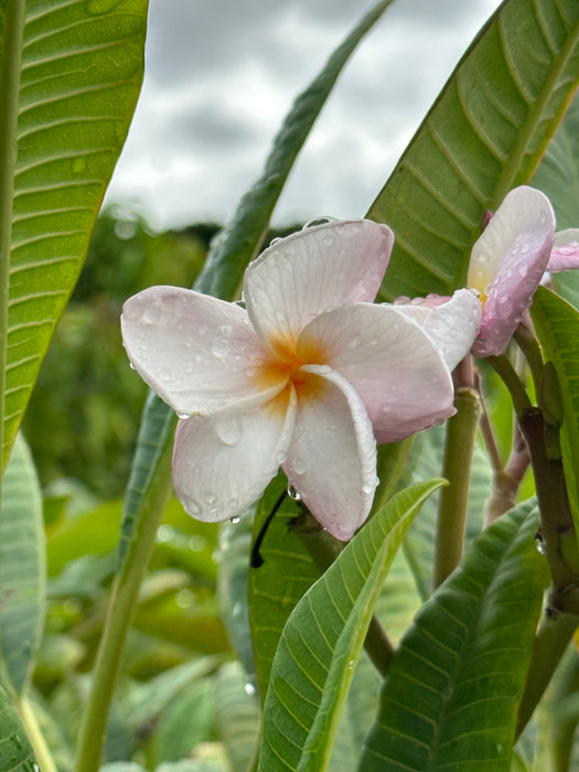 Maui Plumeria Tree