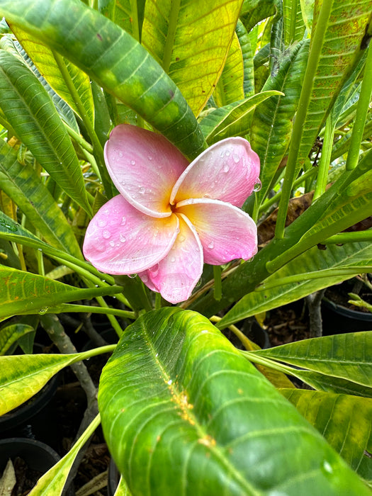 Maui Plumeria Tree