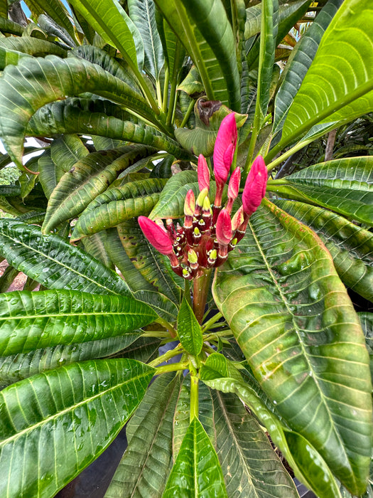 Maui Plumeria Tree