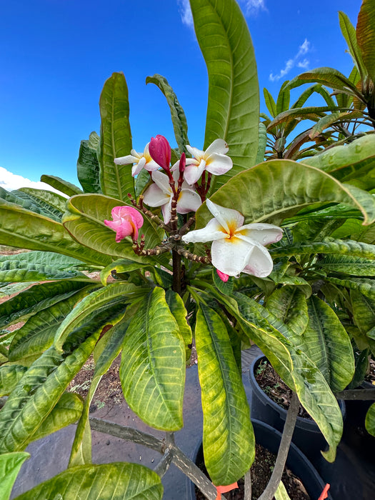 Maui Plumeria Tree